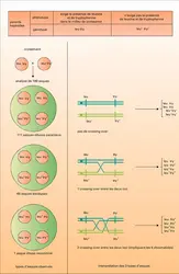 Croisement impliquant deux gènes liés - crédits : Encyclopædia Universalis France