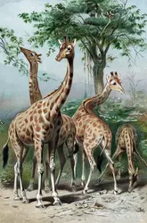 Groupe de girafes - crédits : Photos.com/ Thinkstock