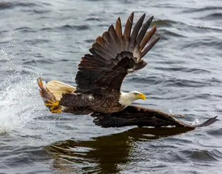 Aigle - crédits : Wayne Christensen/ Pexels.com