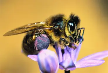 Abeille - crédits : Christoph Burki/ The Image Bank/ Getty Images