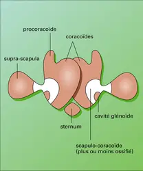 Ceinture scapulaire - crédits : Encyclopædia Universalis France