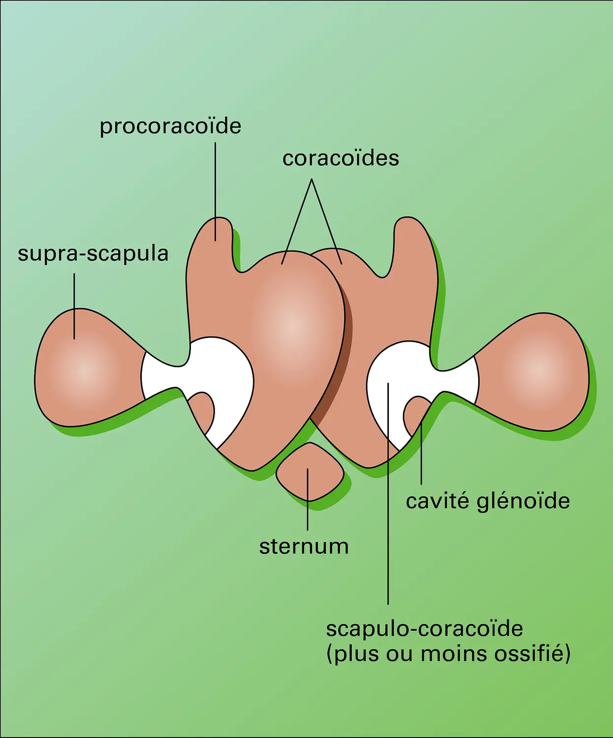 Ceinture scapulaire