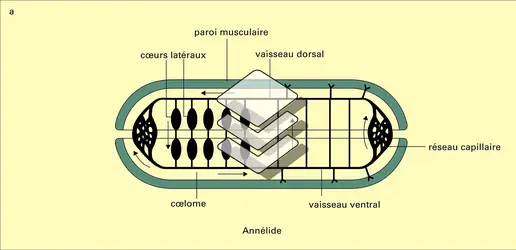 Dispositifs circulatoires - crédits : Encyclopædia Universalis France