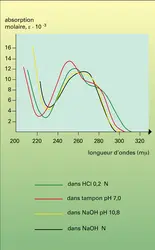 Spectre d'absorption de l'acide guanylique - crédits : Encyclopædia Universalis France