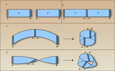 Cylindre et bande de Möbius - crédits : Encyclopædia Universalis France