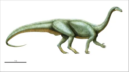 Plateosaurus - crédits : Encyclopædia Universalis France