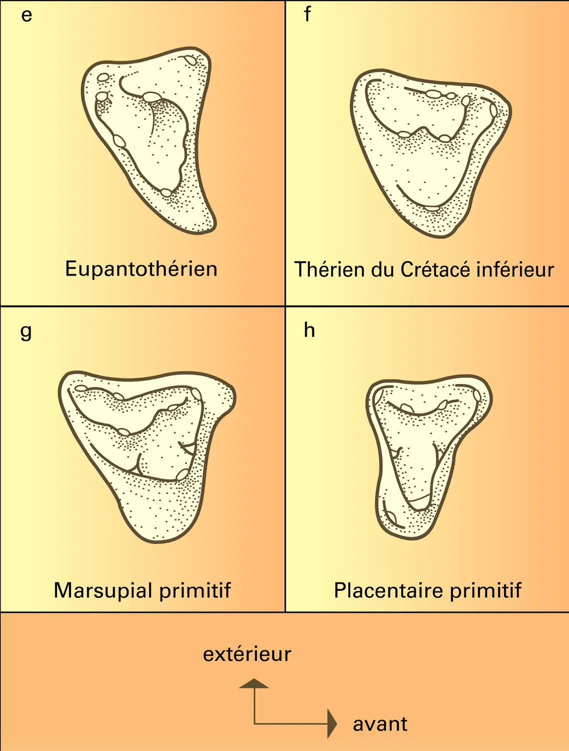 Mammifères primitifs : molaires - vue 2