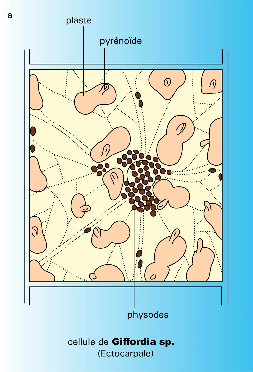 Caractéristiques cytologiques - vue 1