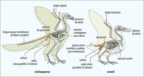 Squelettes d’<em>Archaeopteryx</em> et d’un oiseau actuel (canard) - crédits : Encyclopædia Universalis France
