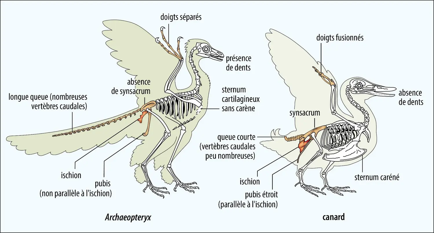 Squelettes d’<em>Archaeopteryx</em> et d’un oiseau actuel (canard)
