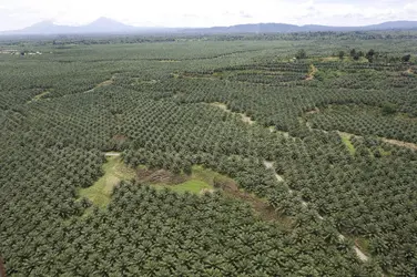 Plantations de palmiers à huile, Papouasie-Nouvelle-Guinée - crédits : Greenpeace PNG/ RAN/ D.R.