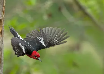 Pic à poitrine rouge - crédits : R.L. Kothenbeutel/ Shutterstock