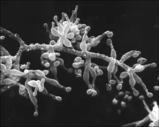 Le champignon <em>Tolypocladium inflatum</em> - crédits : Novartis Norge AS