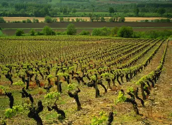 Vignobles - crédits : Michael Busselle/ The Image Bank/ Getty Images