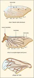 Tenebrio molitor, nervation de l'aile postérieure - crédits : Encyclopædia Universalis France