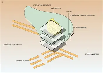 Deux glycoprotéines de structure - crédits : Encyclopædia Universalis France