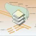 Deux glycoprotéines de structure - crédits : Encyclopædia Universalis France