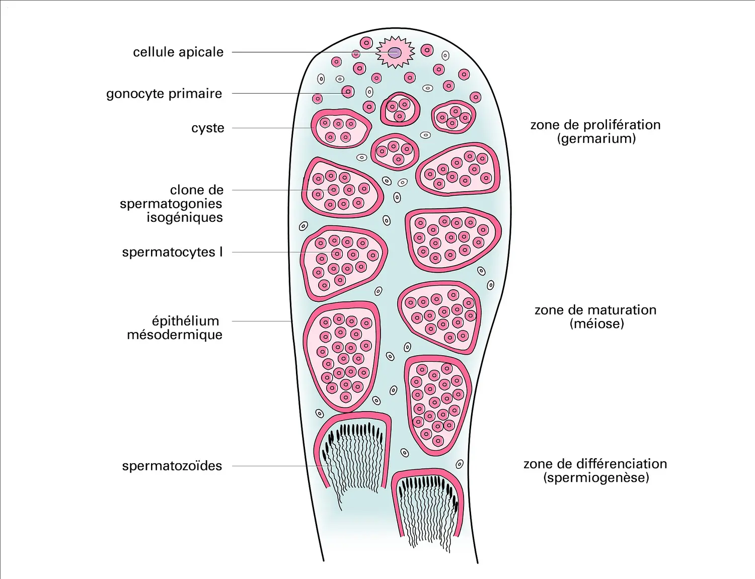 Structure d'un follicule testiculaire