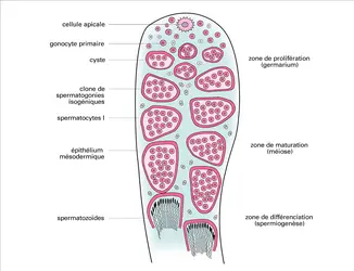 Structure d'un follicule testiculaire - crédits : Encyclopædia Universalis France