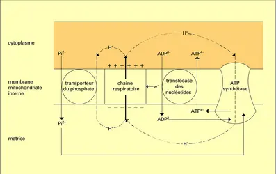 Cycle des protons - crédits : Encyclopædia Universalis France