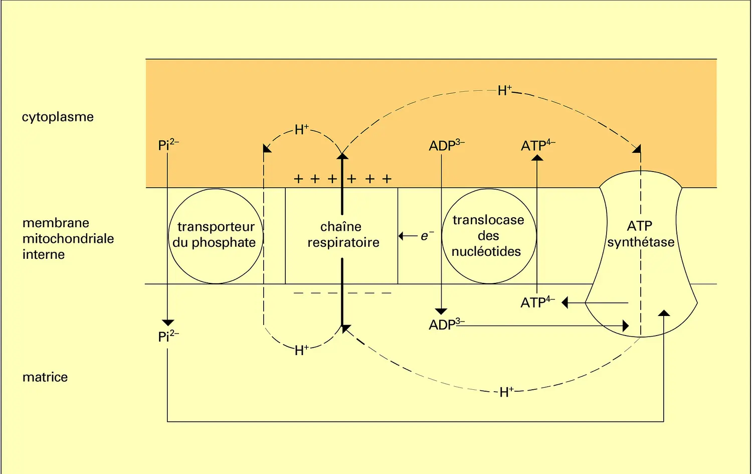 Cycle des protons