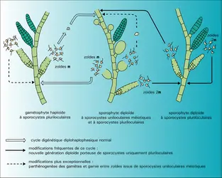 Ectocarpus : cycles de reproduction - crédits : Encyclopædia Universalis France