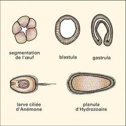 Cnidaires : développement - crédits : Encyclopædia Universalis France