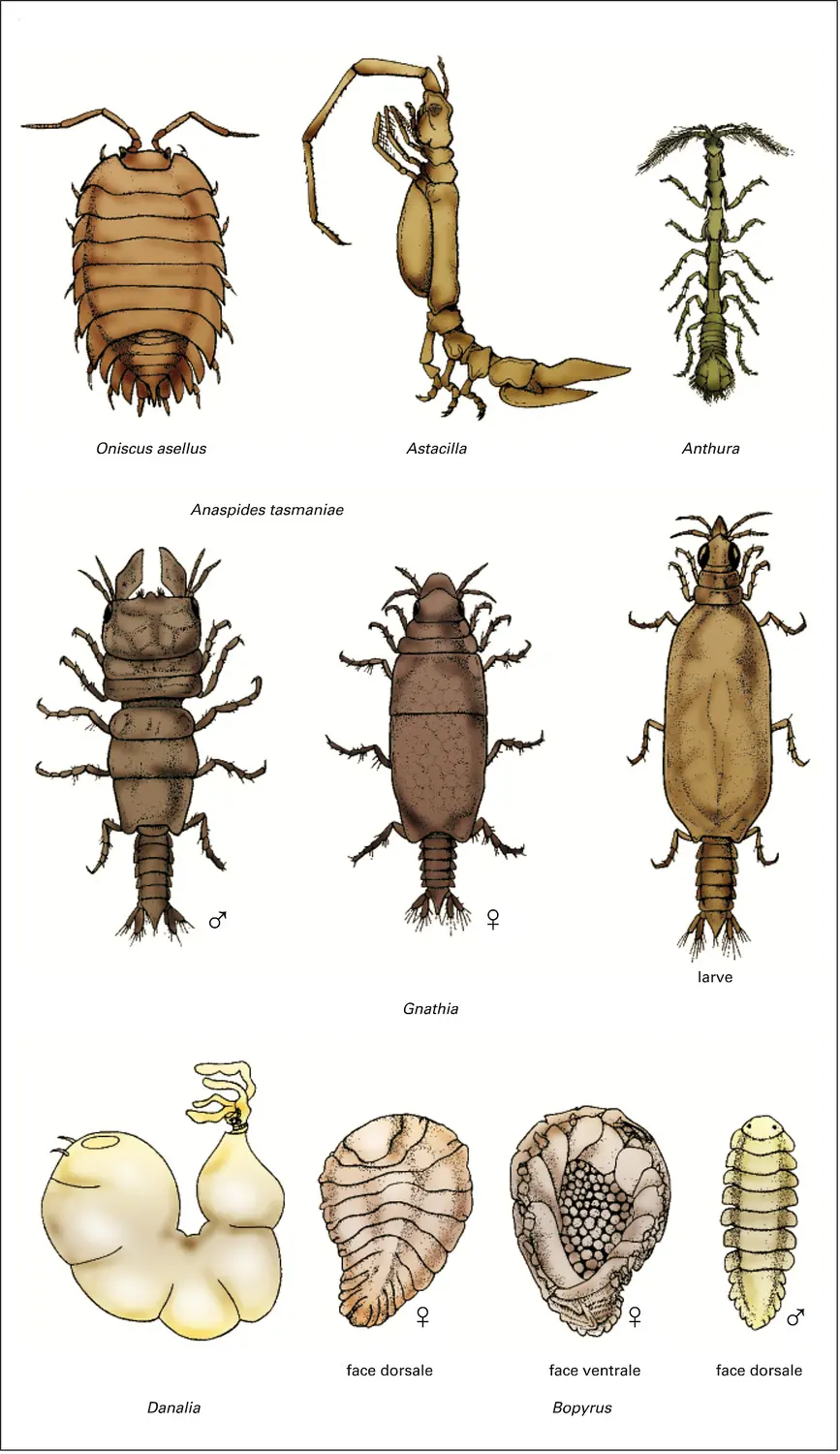 Malacostracés : isopodes