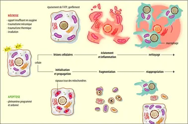 Apoptose et nécrose - crédits : Encyclopædia Universalis France