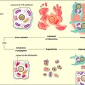 Apoptose et nécrose - crédits : Encyclopædia Universalis France