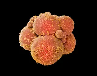 Un embryon humain au stade morula - crédits : Nikas, Dr. Yorgos/ SPL