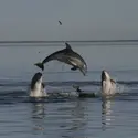 Dauphins de Burrunan (<it>Tursiops australis</it>) - crédits : K. Charlton-Robb