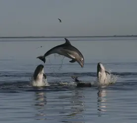 Dauphins de Burrunan (<it>Tursiops australis</it>) - crédits : K. Charlton-Robb