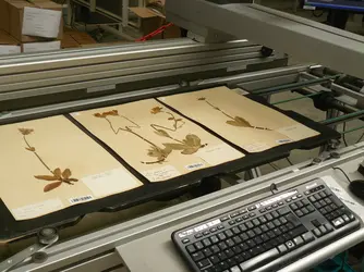 Herbier : numérisation des planches - crédits : O. Poncy/ MNHN