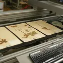 Herbier : numérisation des planches - crédits : O. Poncy/ MNHN