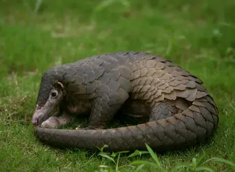 Pangolin chinois (<em>Manis pendactyla</em>) - crédits : Song Qiao/ Visual China Group/ Getty Images