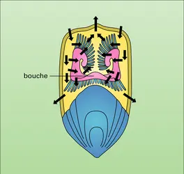 Lingule - crédits : Encyclopædia Universalis France