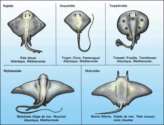 Raies : principaux groupes - crédits : Encyclopædia Universalis France