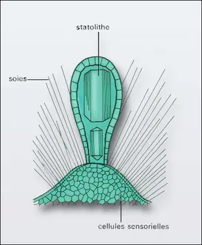 Statorhabde