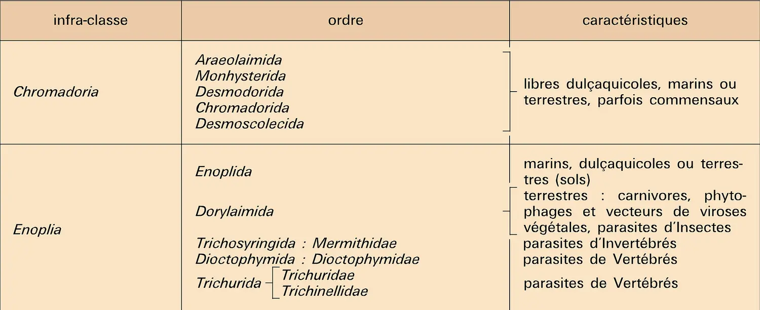 Aphasmidia