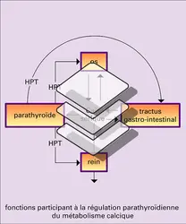 Métabolisme de l'ion calcium - crédits : Encyclopædia Universalis France