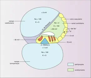 Liquides cochléaires et électrophysiologie - crédits : Encyclopædia Universalis France