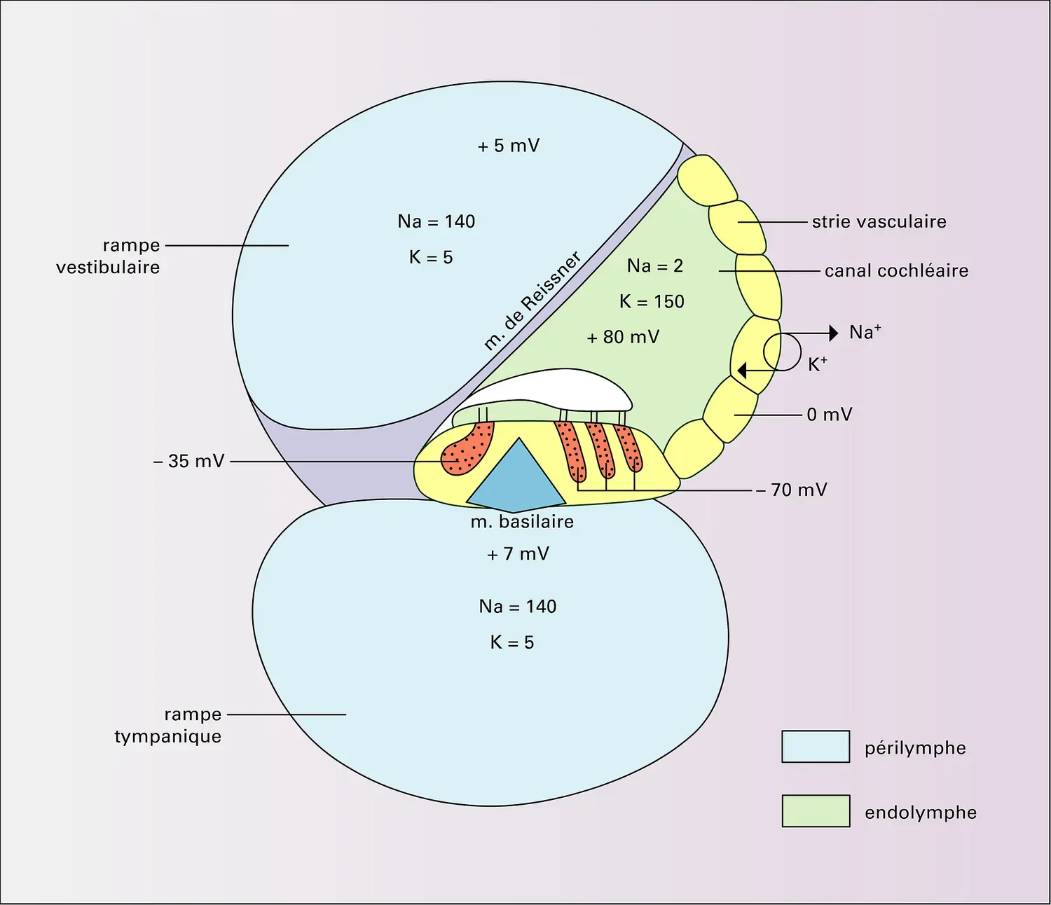 Liquides cochléaires et électrophysiologie