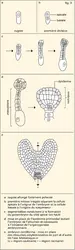 Brassicacée : développement de l'embryon - crédits : Encyclopædia Universalis France