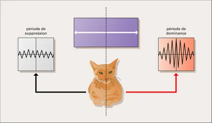 Perception visuelle : rivalité binoculaire - crédits : Encyclopædia Universalis France