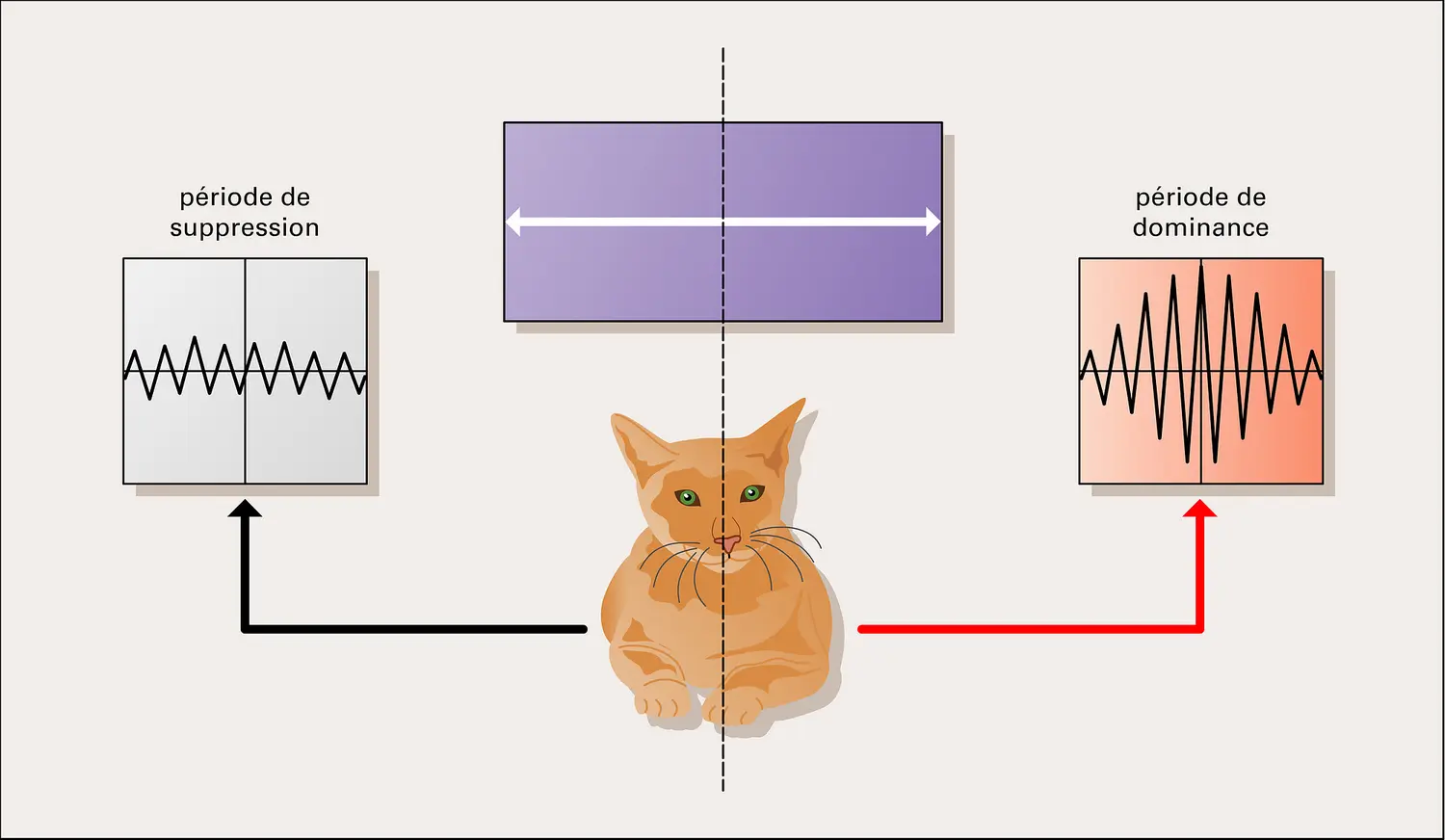 Perception visuelle : rivalité binoculaire