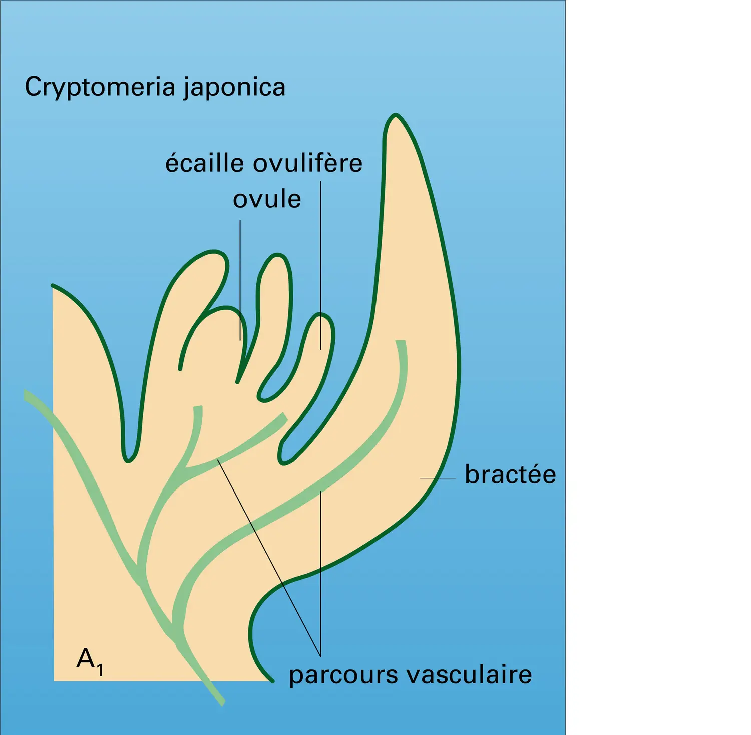 Structure du cône femelle - vue 3