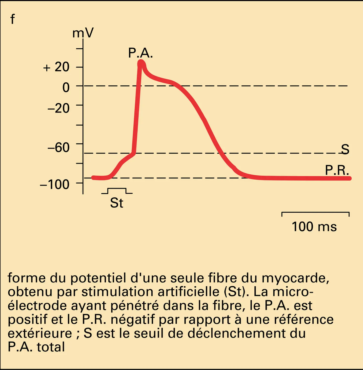 Biopotentiels - vue 6