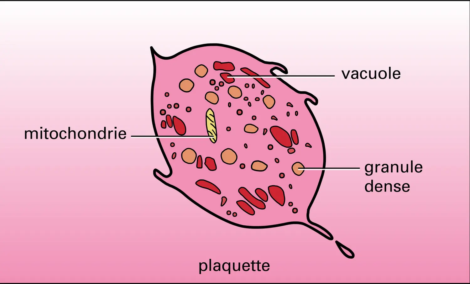 Ultrastructure de quelques éléments - vue 4