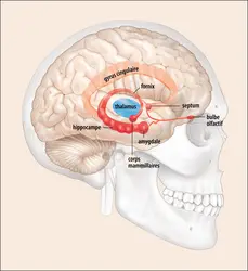 Le système limbique - crédits : Encyclopædia Universalis France